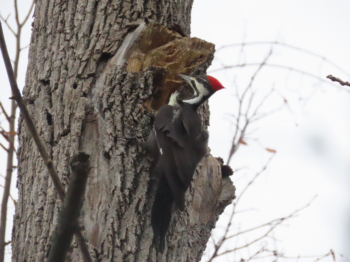 Жовна північна - ML645892960
