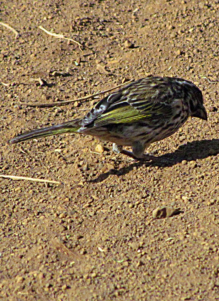 Щедрик строкатий - ML645892961