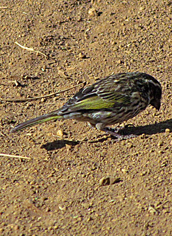 Щедрик строкатий - ML645892962