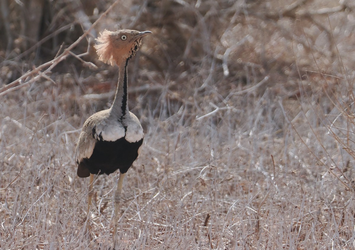 Дрохва сомалійська - ML645892963