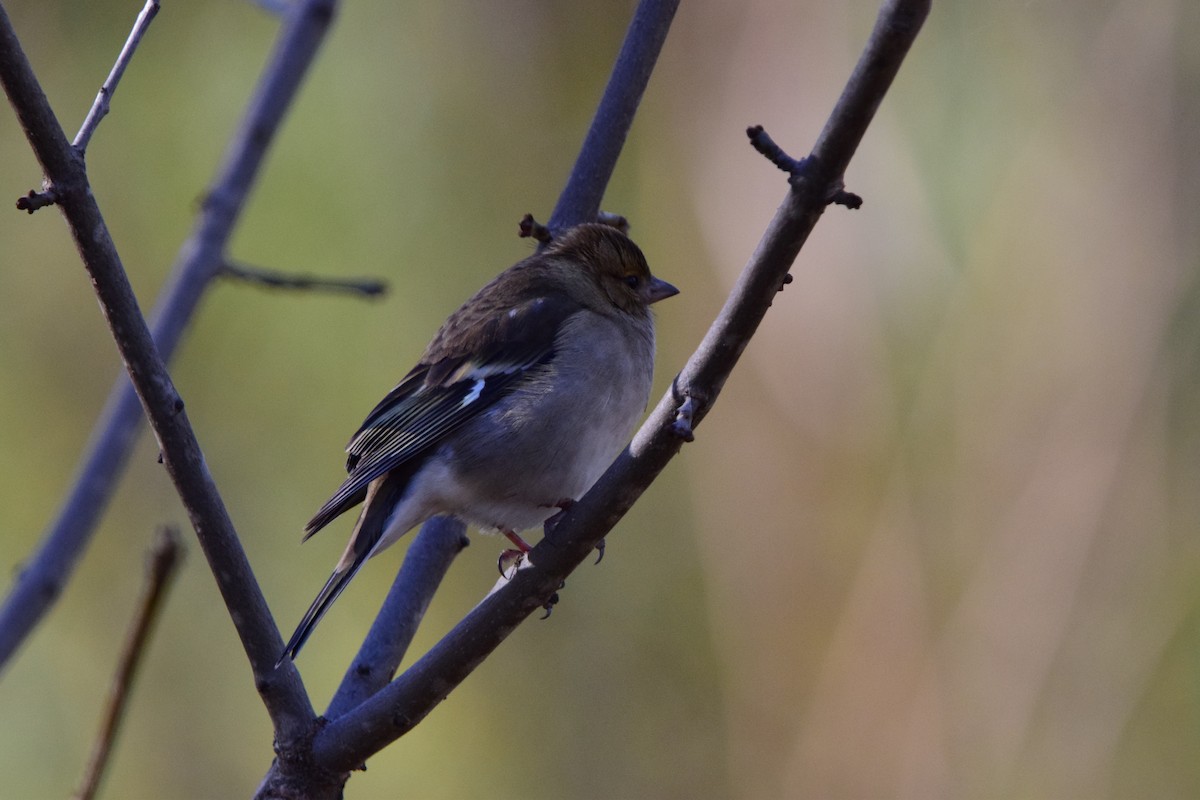 Зяблик звичайний - ML645892967