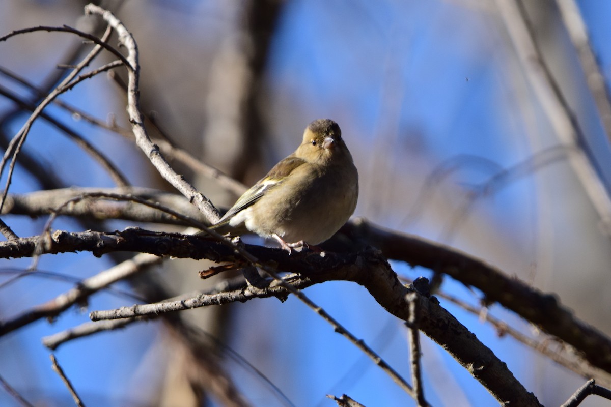 Зяблик звичайний - ML645892968