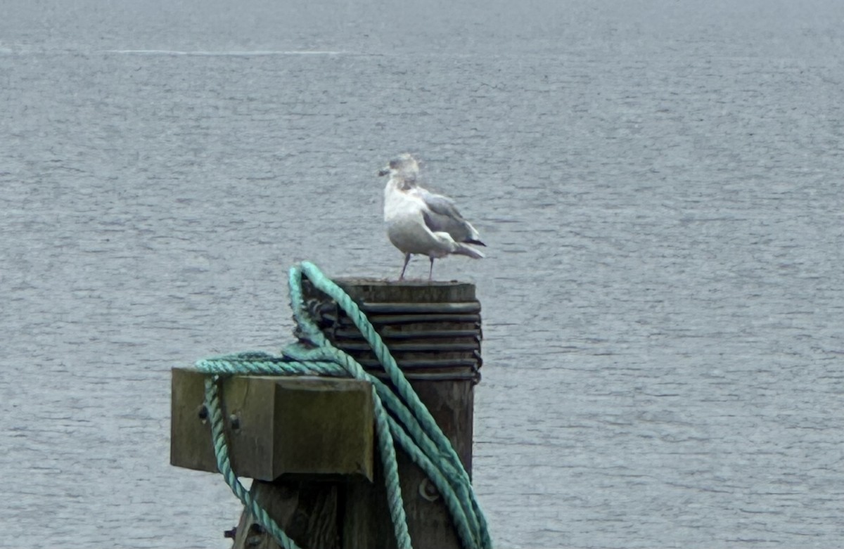 Мартин американський - ML645892969