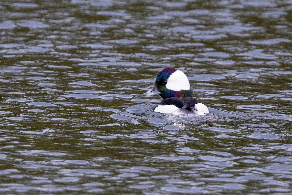 Гоголь малий - ML645892970