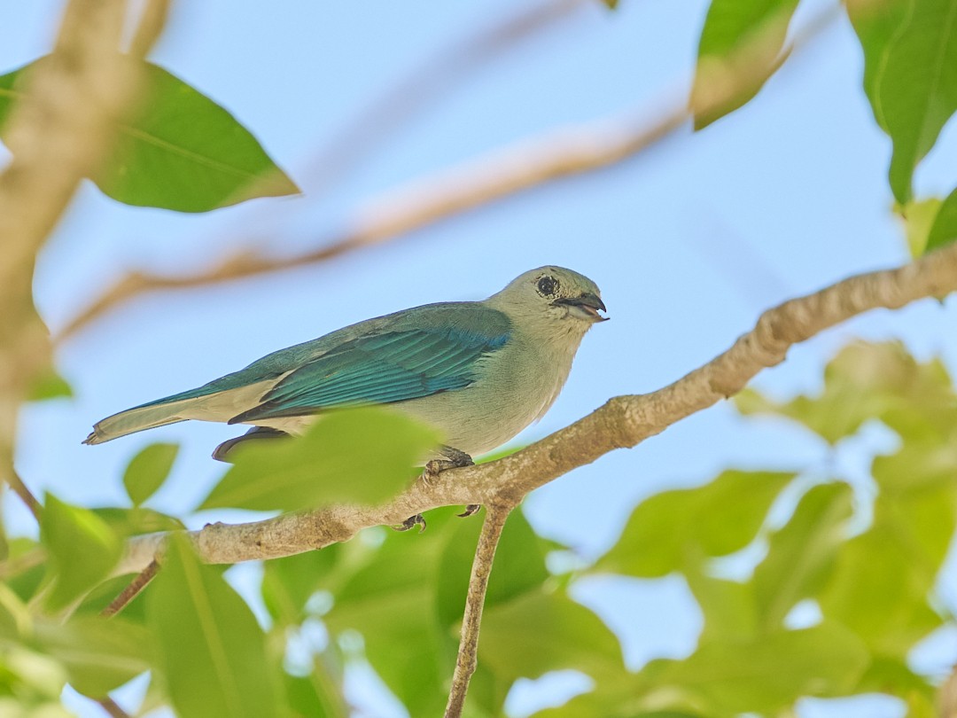 Саяка блакитна - ML645892971