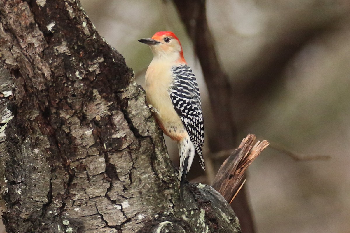 Гіла каролінська - ML645892972