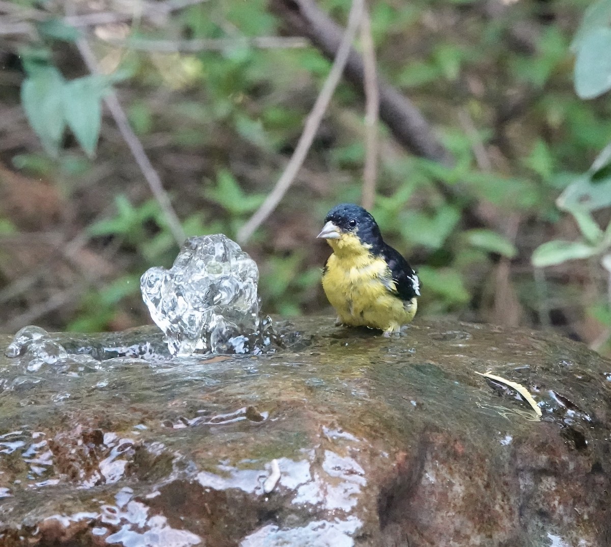 Lesser Goldfinch - ML645892977