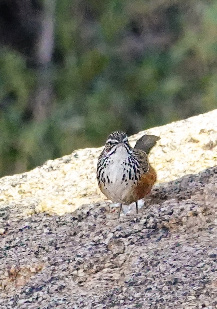 Куцохвостик малий - ML645892978