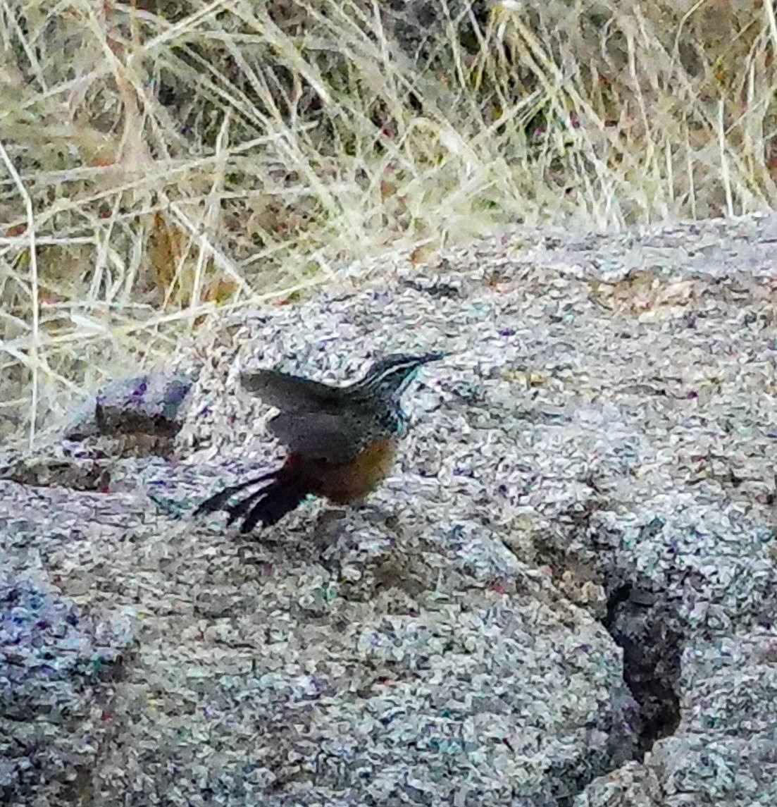 Куцохвостик малий - ML645892980