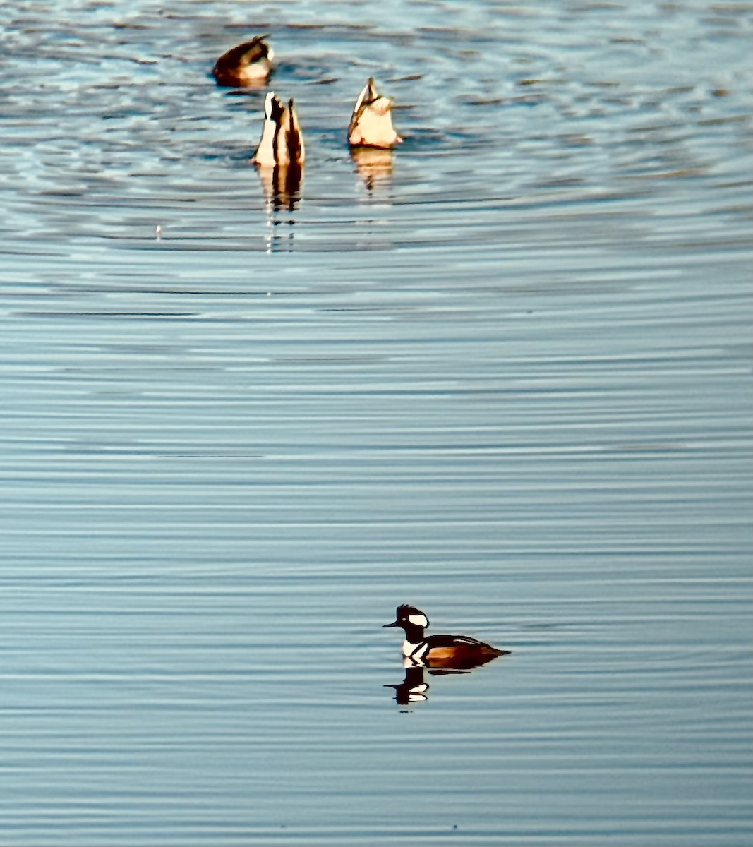 Крех жовтоокий - ML645892981