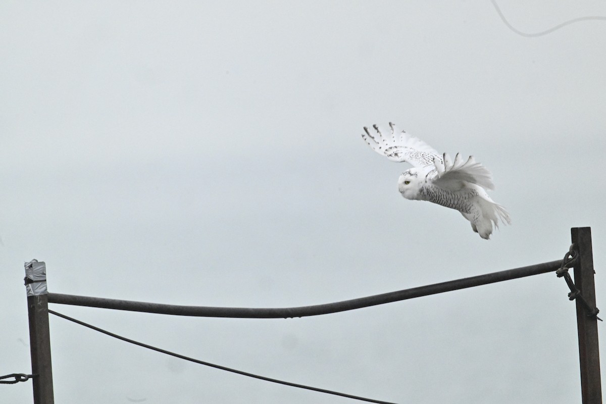 Сова біла - ML645892983