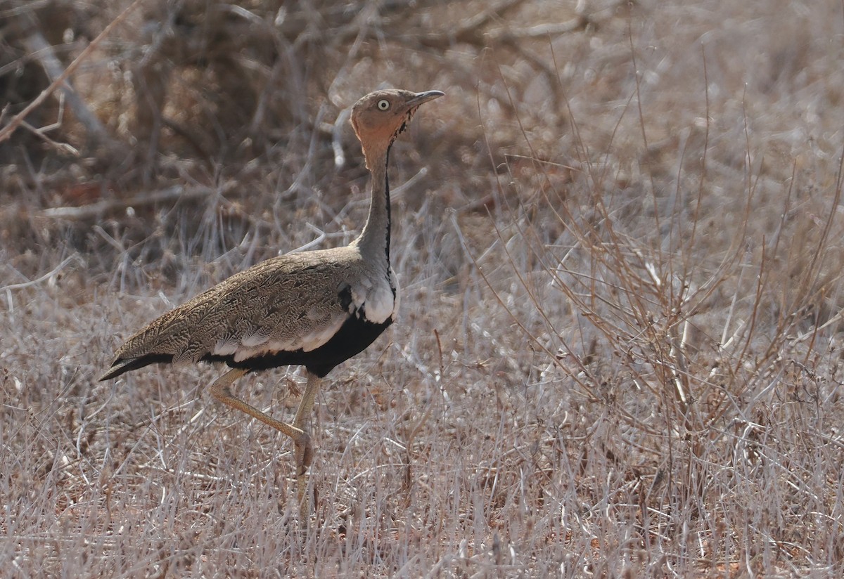 Buff-crested Bustard - ML645892984