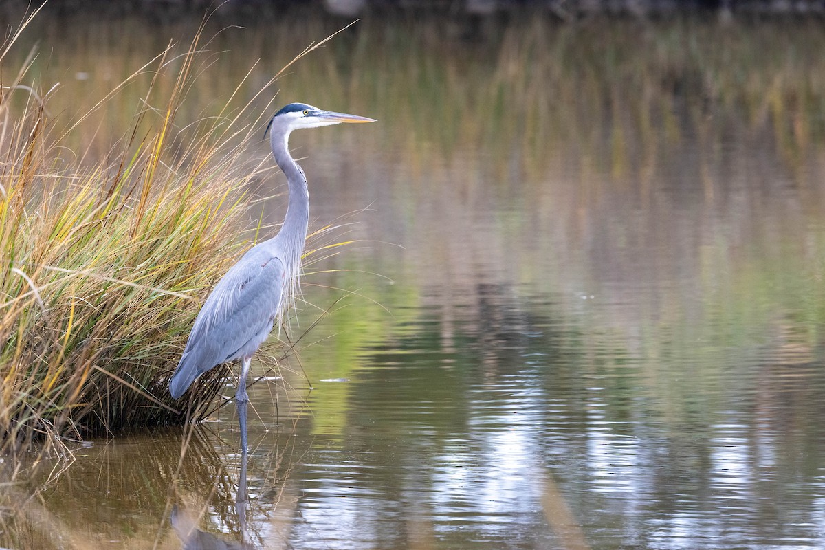 Чапля північна - ML645892985