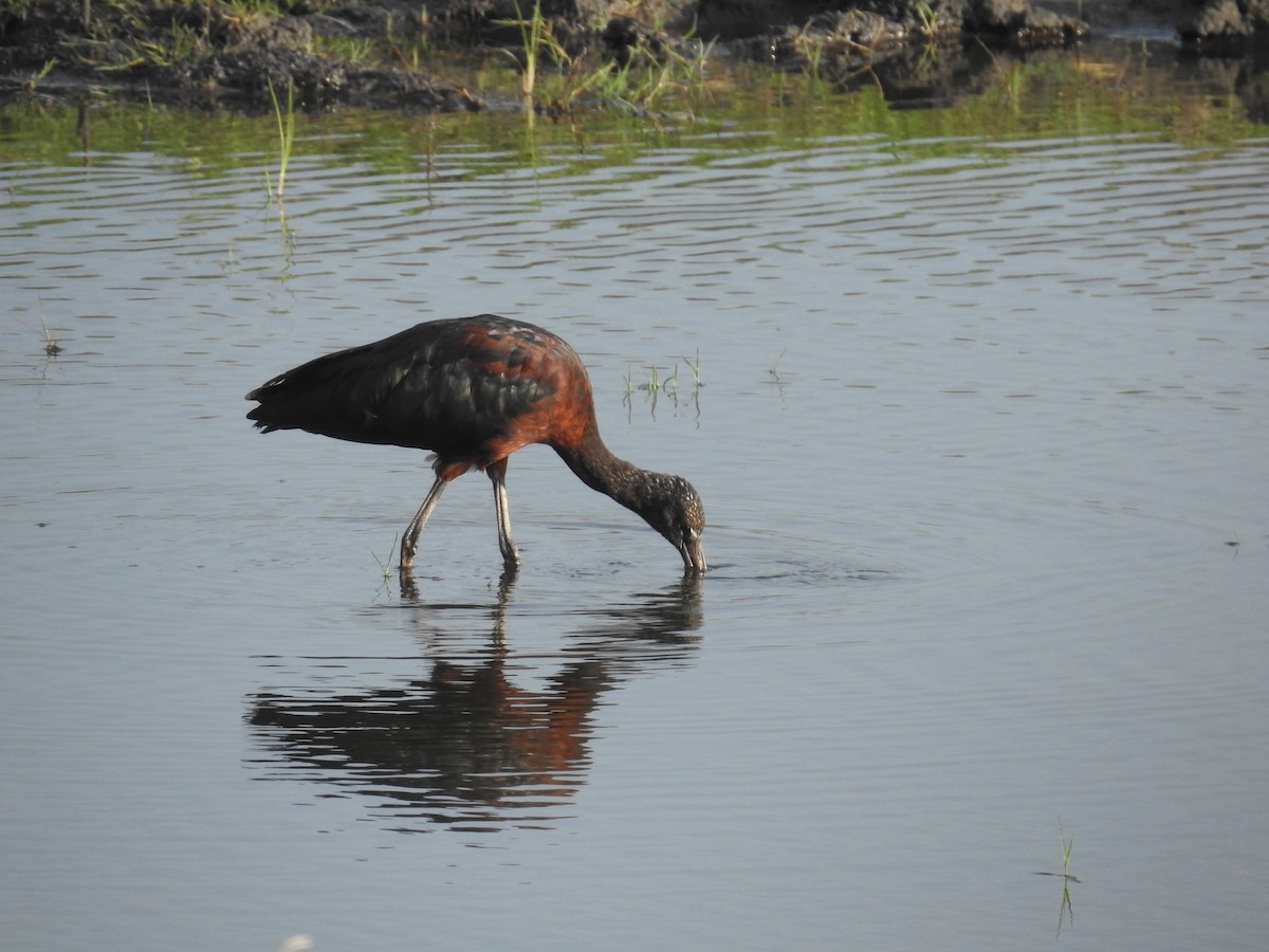Цесарка рогата - ML645892986