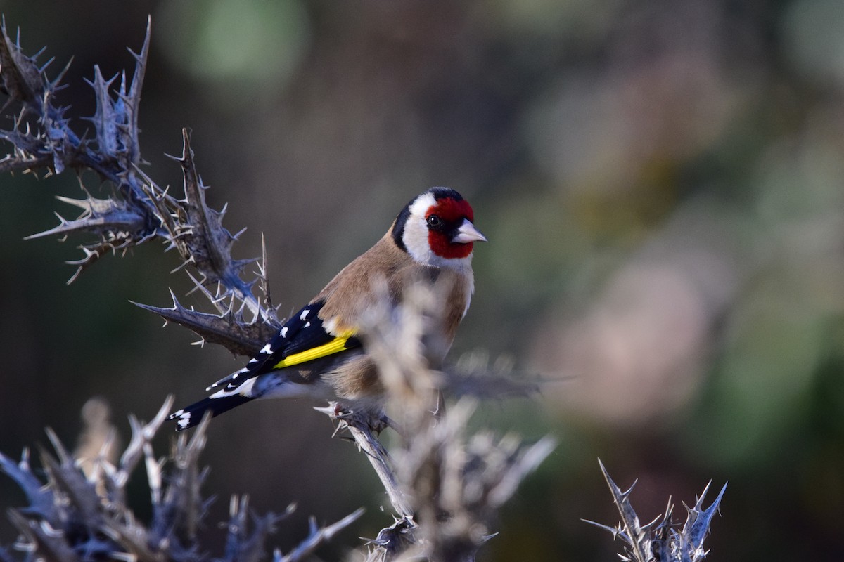European Goldfinch - ML645892992