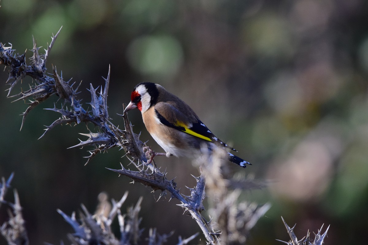 European Goldfinch - ML645892993