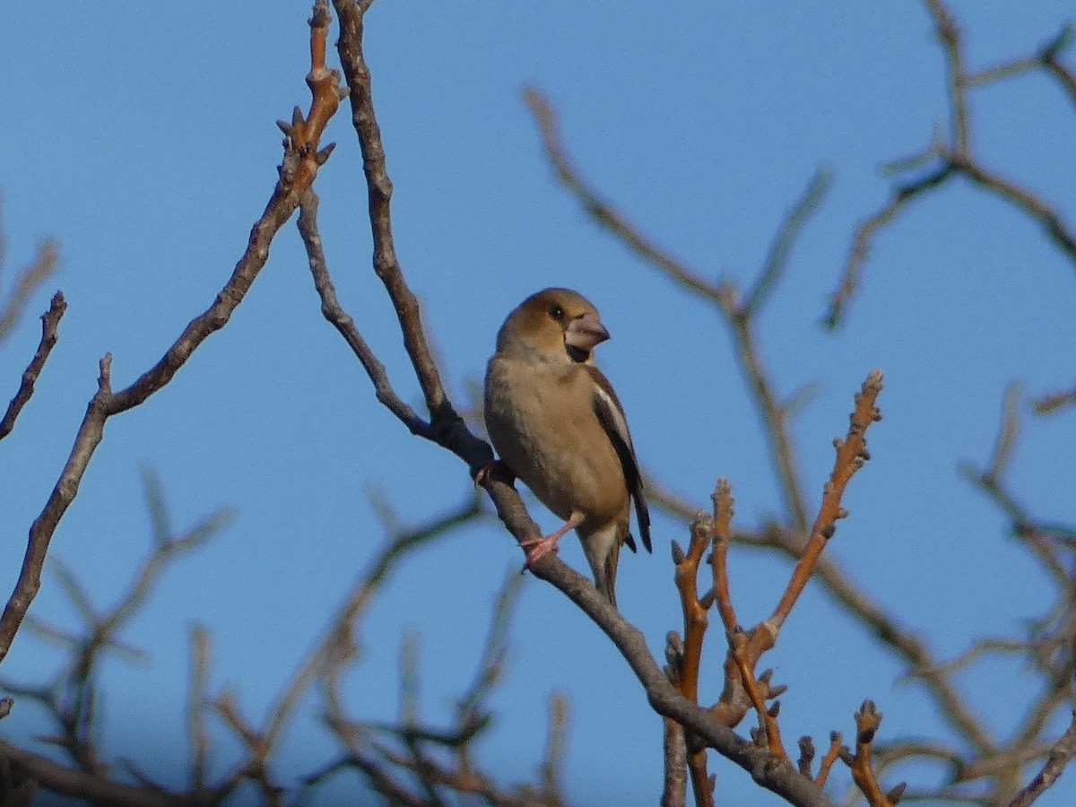 Mokolodi arrunta - ML645893017