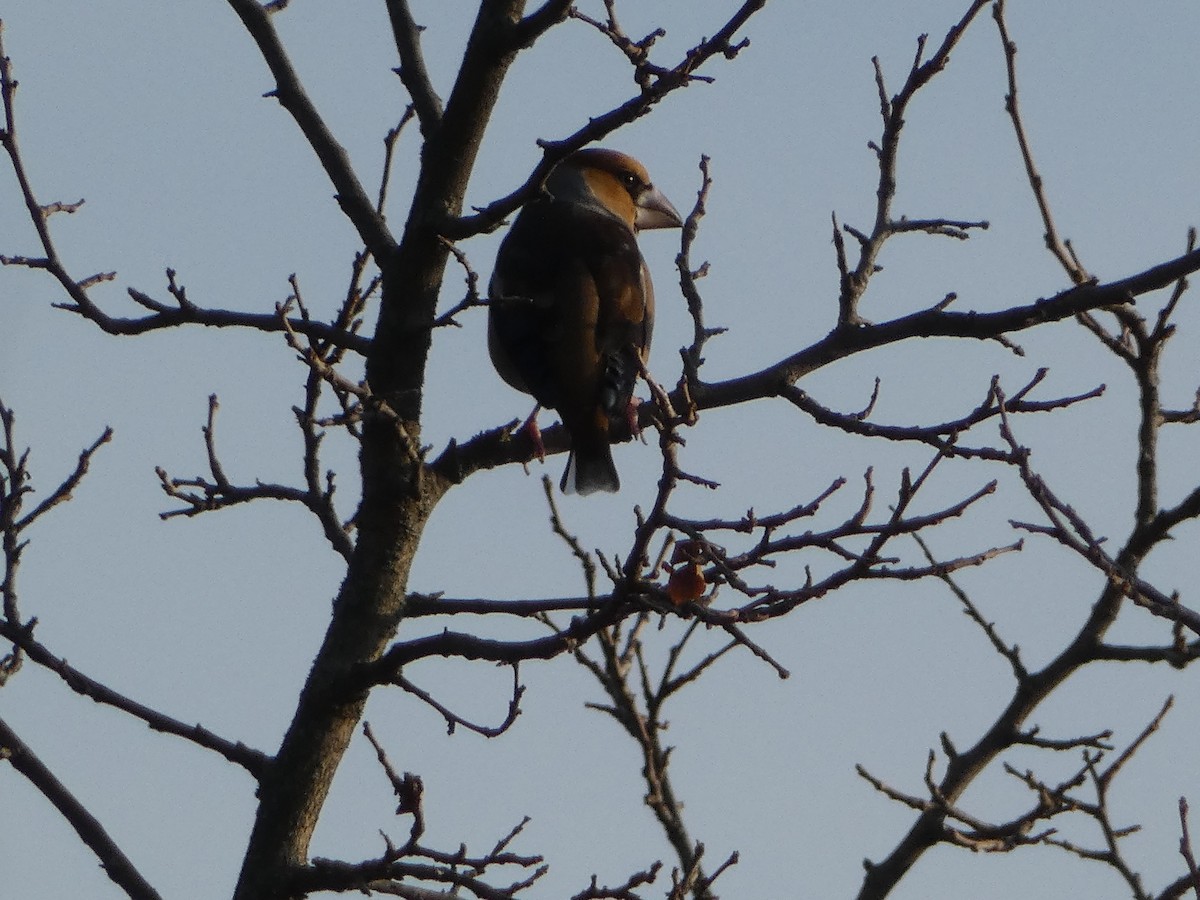 Mokolodi arrunta - ML645893019