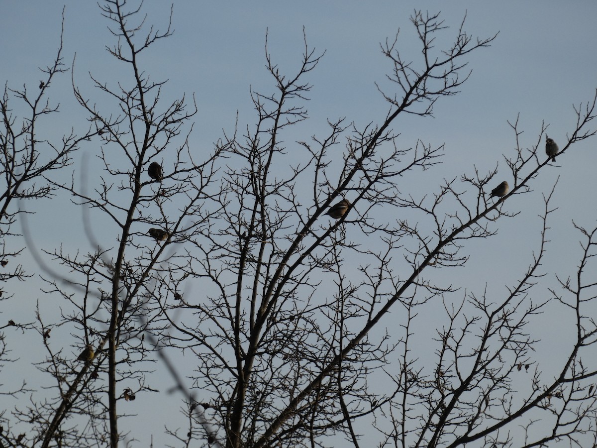 Mokolodi arrunta - ML645893020