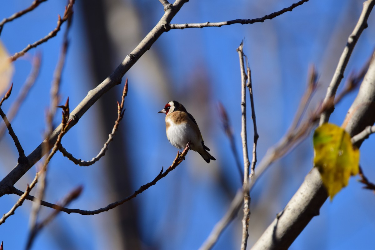 European Goldfinch - ML645893024