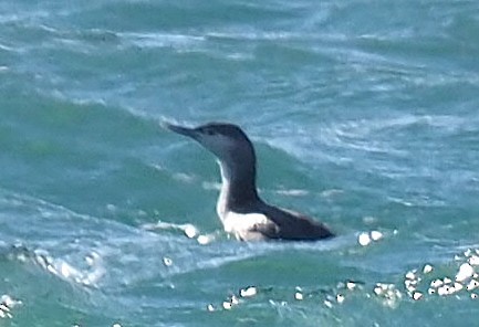 Red-throated Loon - ML645893028