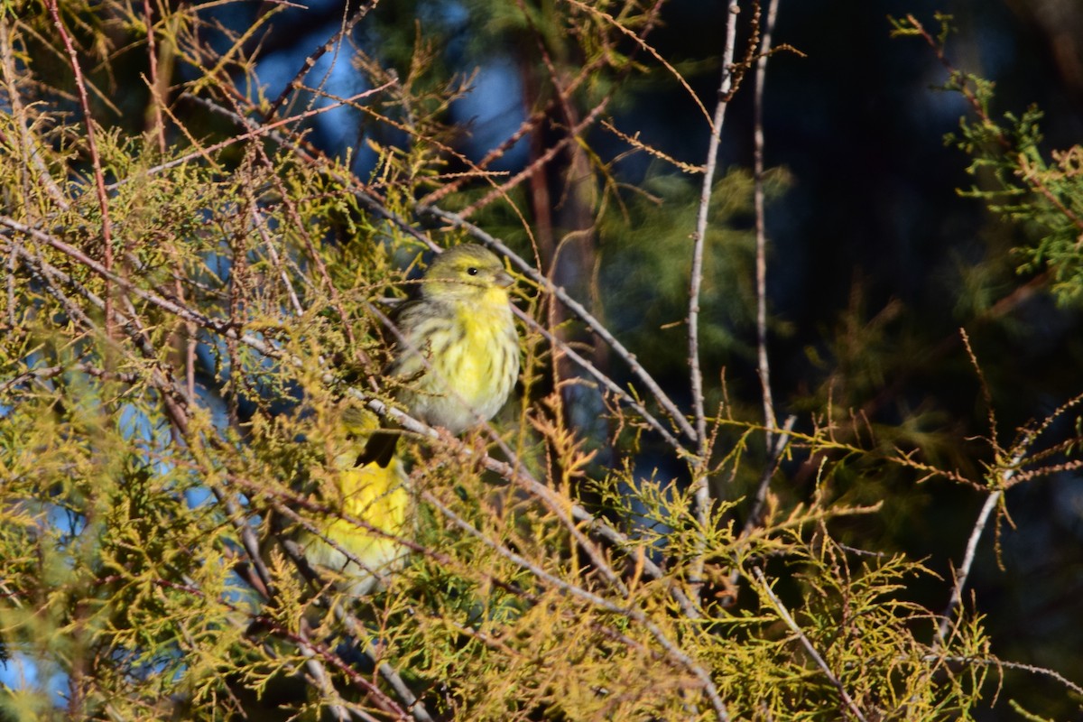 Girlitz - ML645893034