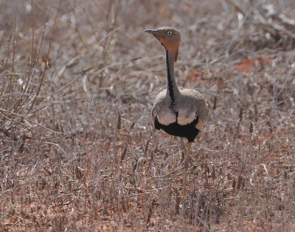 Buff-crested Bustard - ML645893036