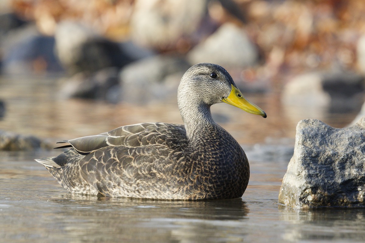 American Black Duck - ML645893055