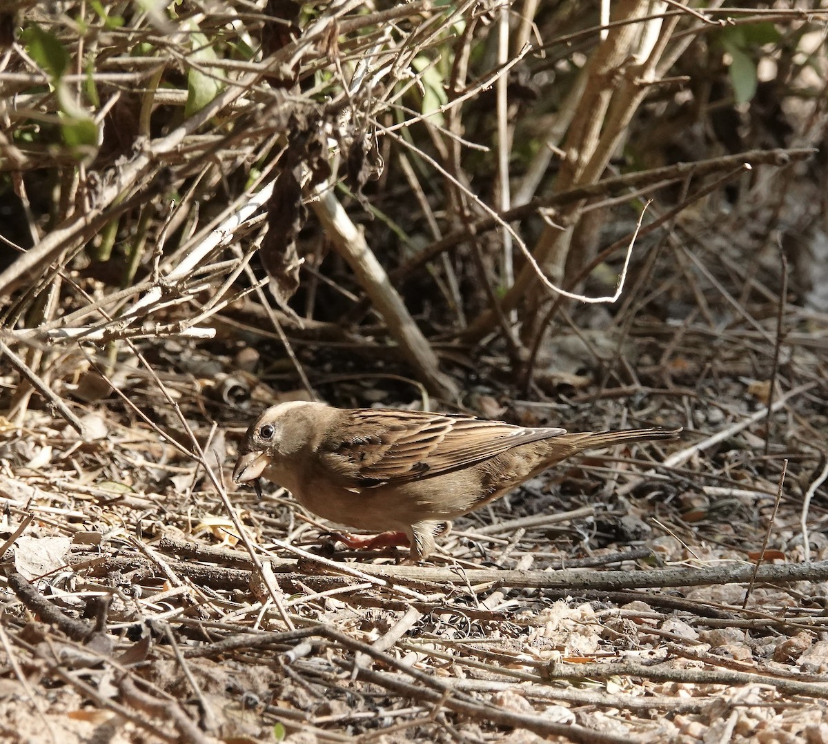 House Sparrow - ML645893058