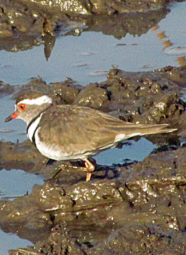Pluvier à triple collier - ML645893083