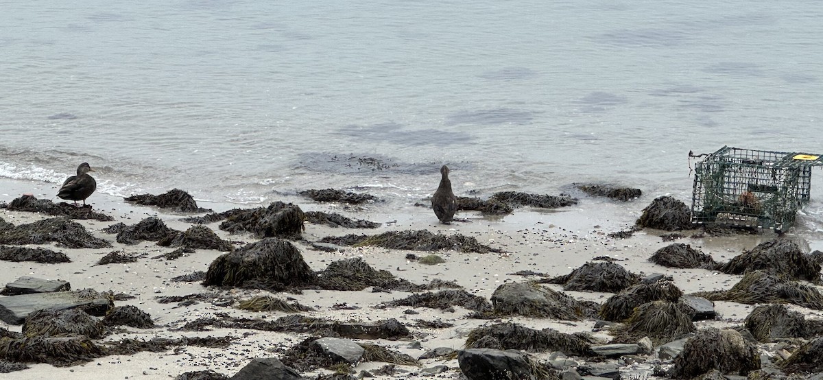 American Black Duck - ML645893101