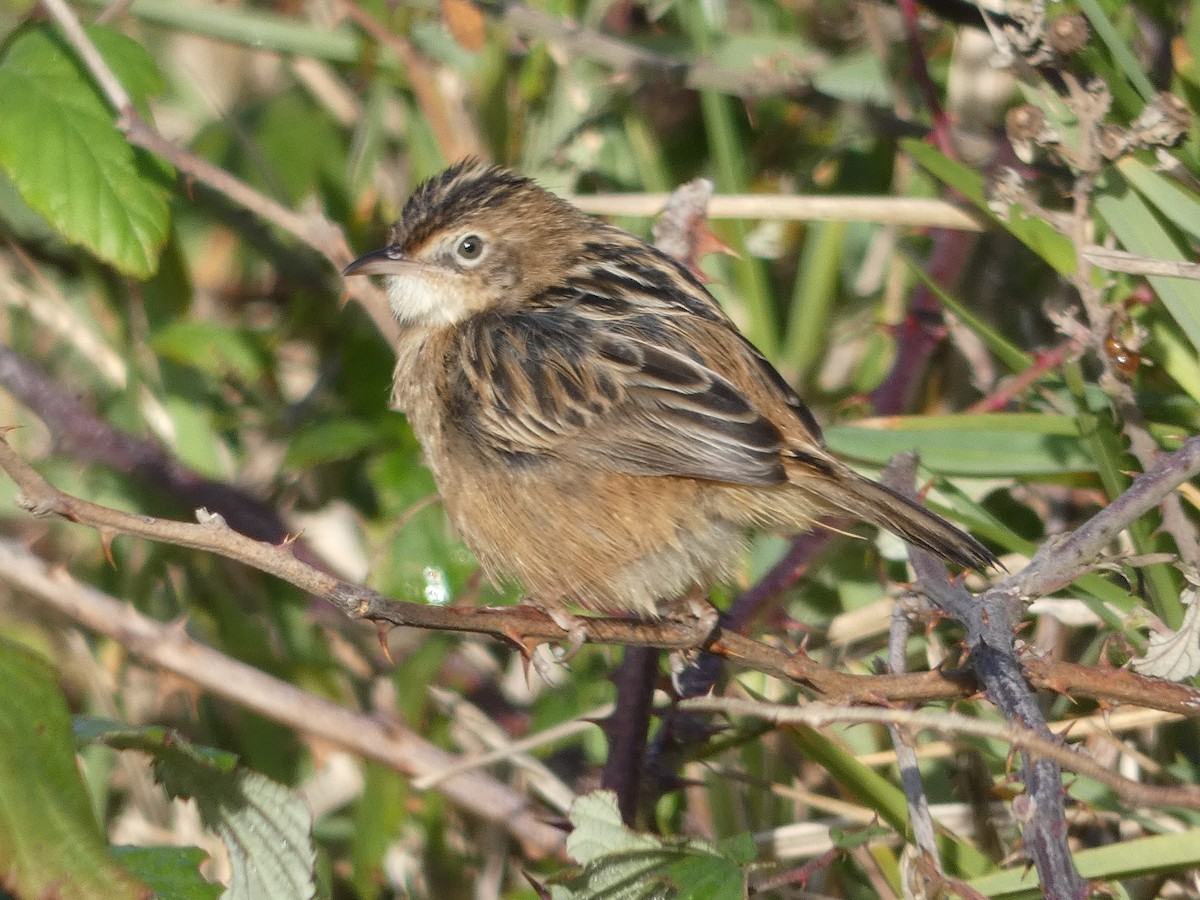 Zitting Cisticola - ML645893102