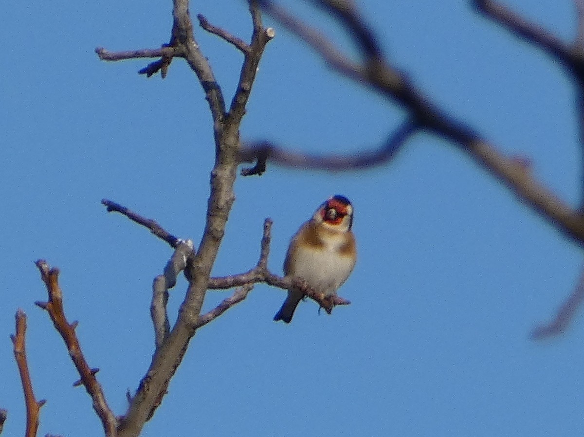 Kardantxiloa - ML645893105