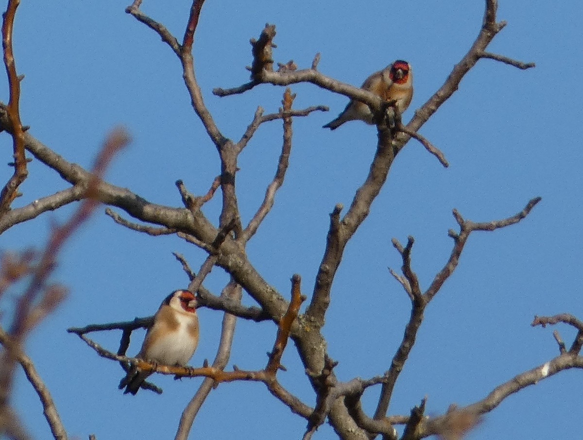 Kardantxiloa - ML645893106