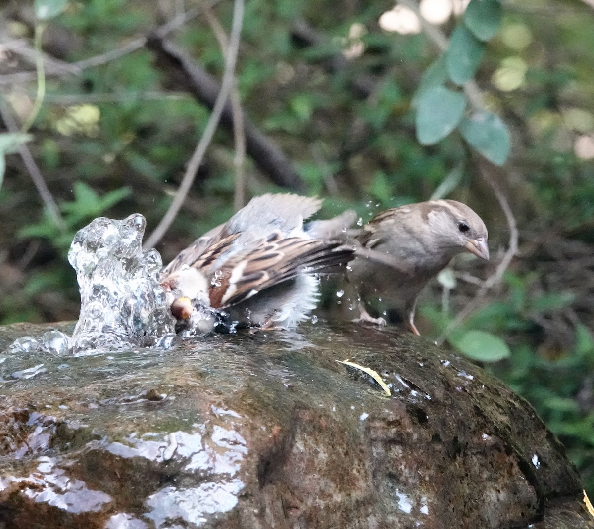 House Sparrow - ML645893112