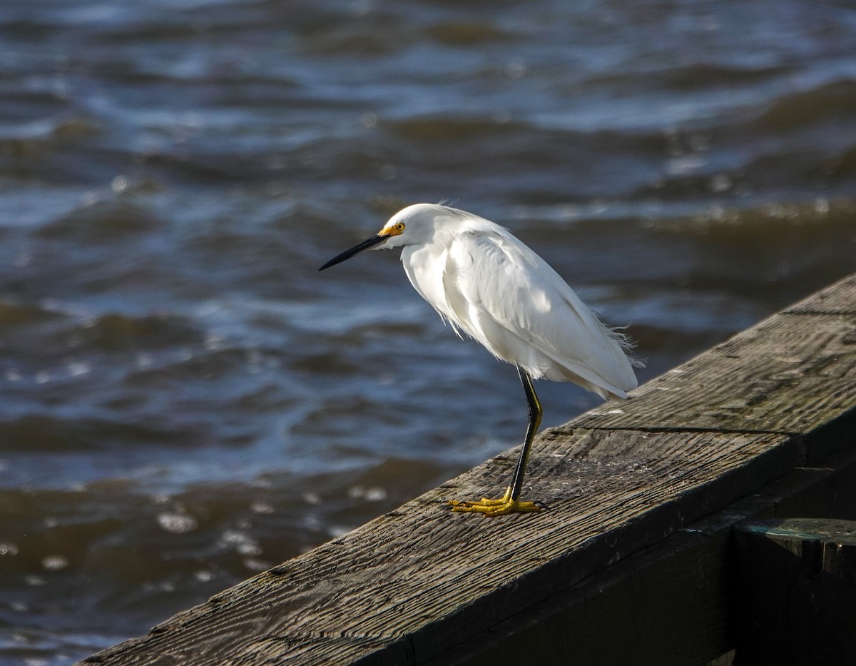 Snowy Egret - ML645893123