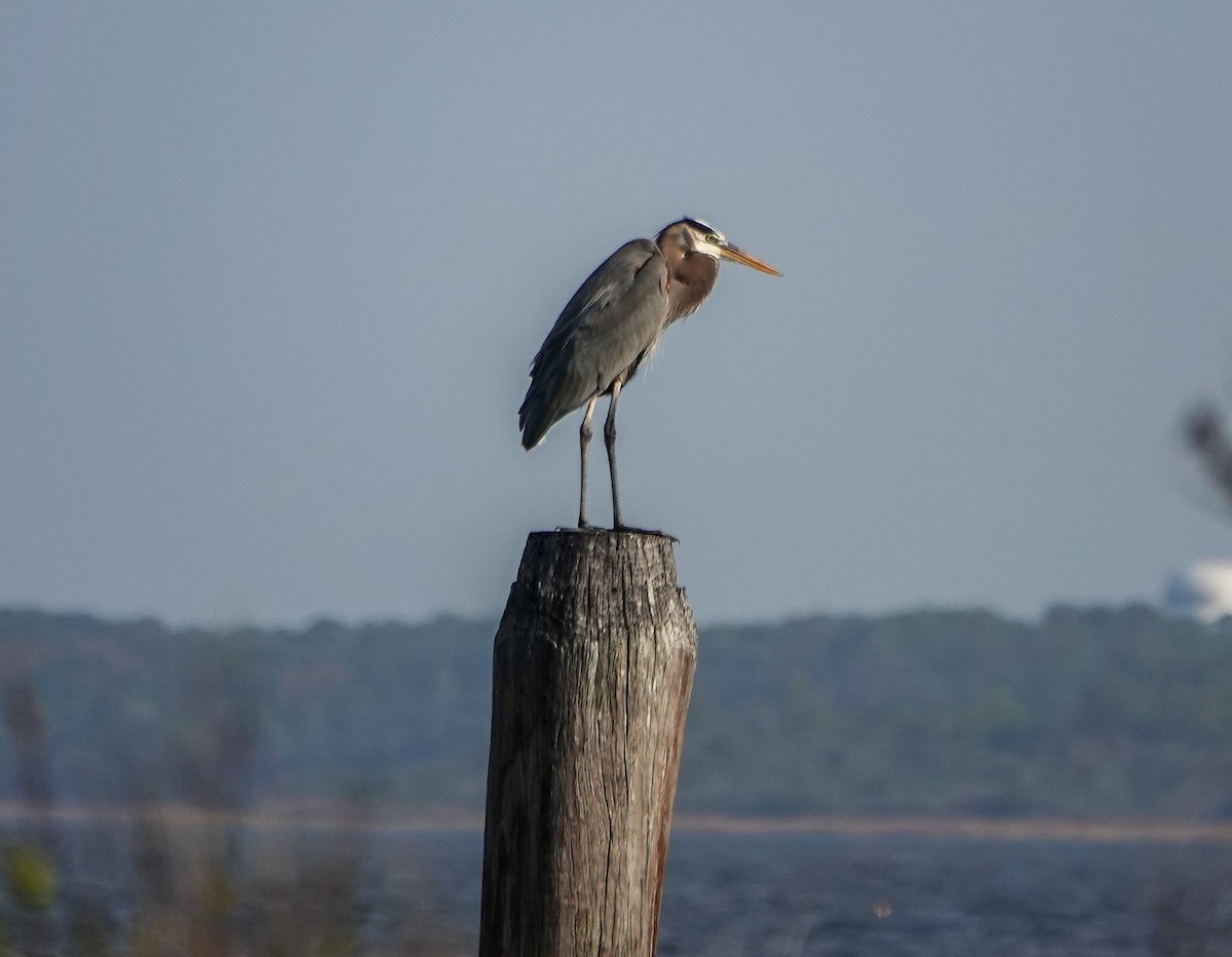 Great Blue Heron - ML645893133