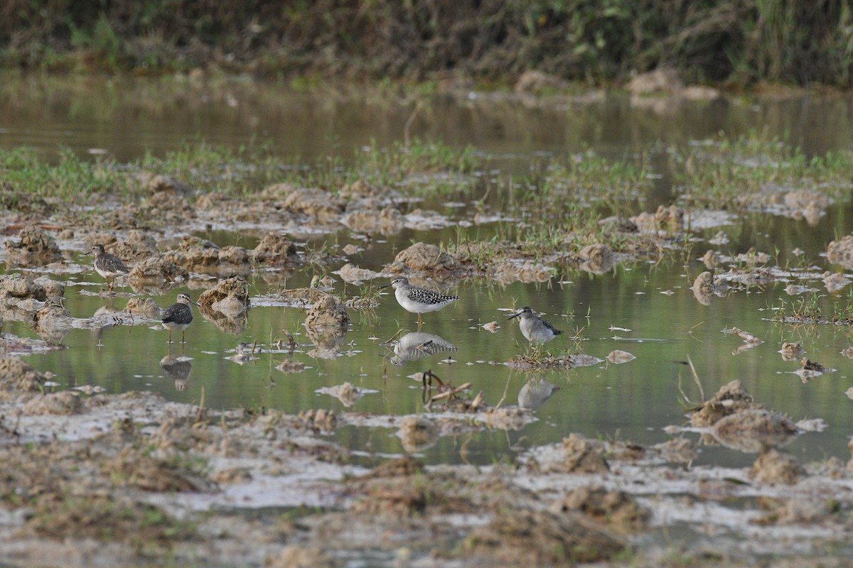vodouš bahenní - ML645893137