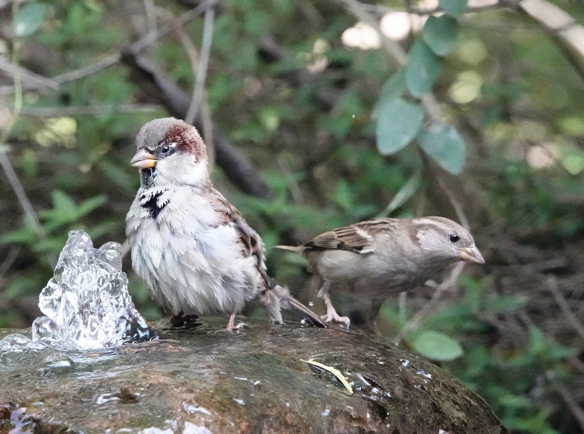 House Sparrow - ML645893141