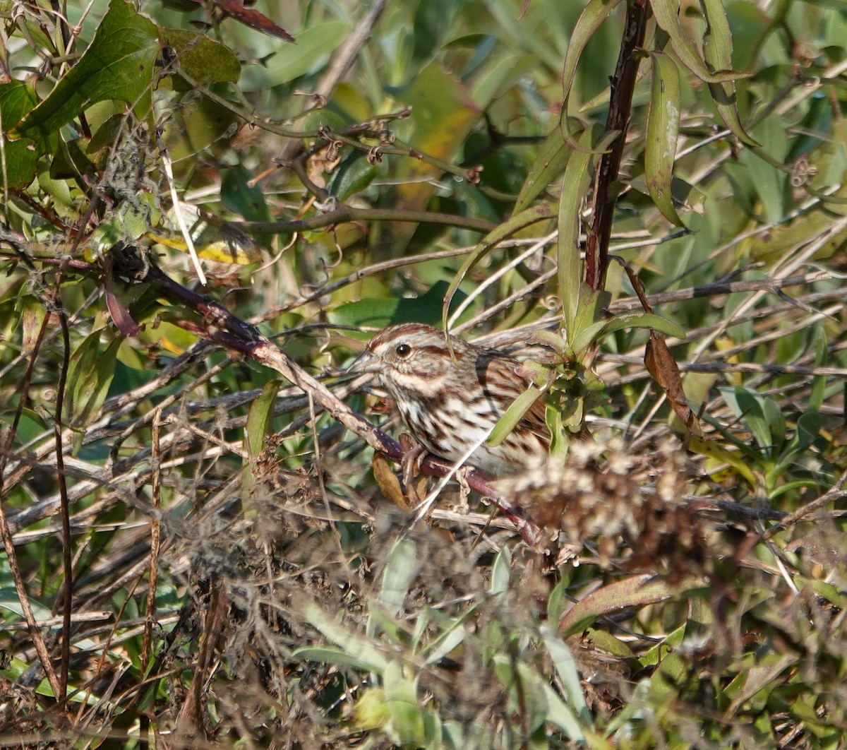 Song Sparrow - ML645893150
