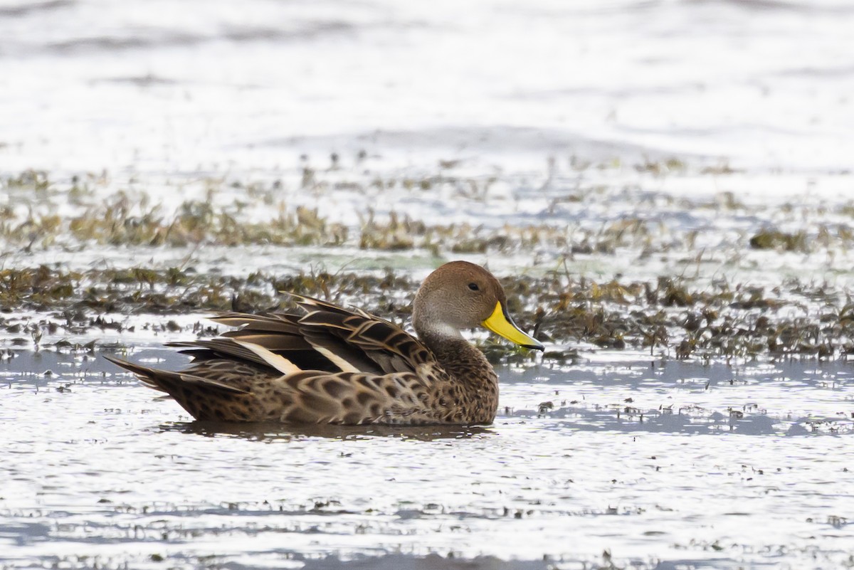 Yellow-billed Pintail - ML645893160