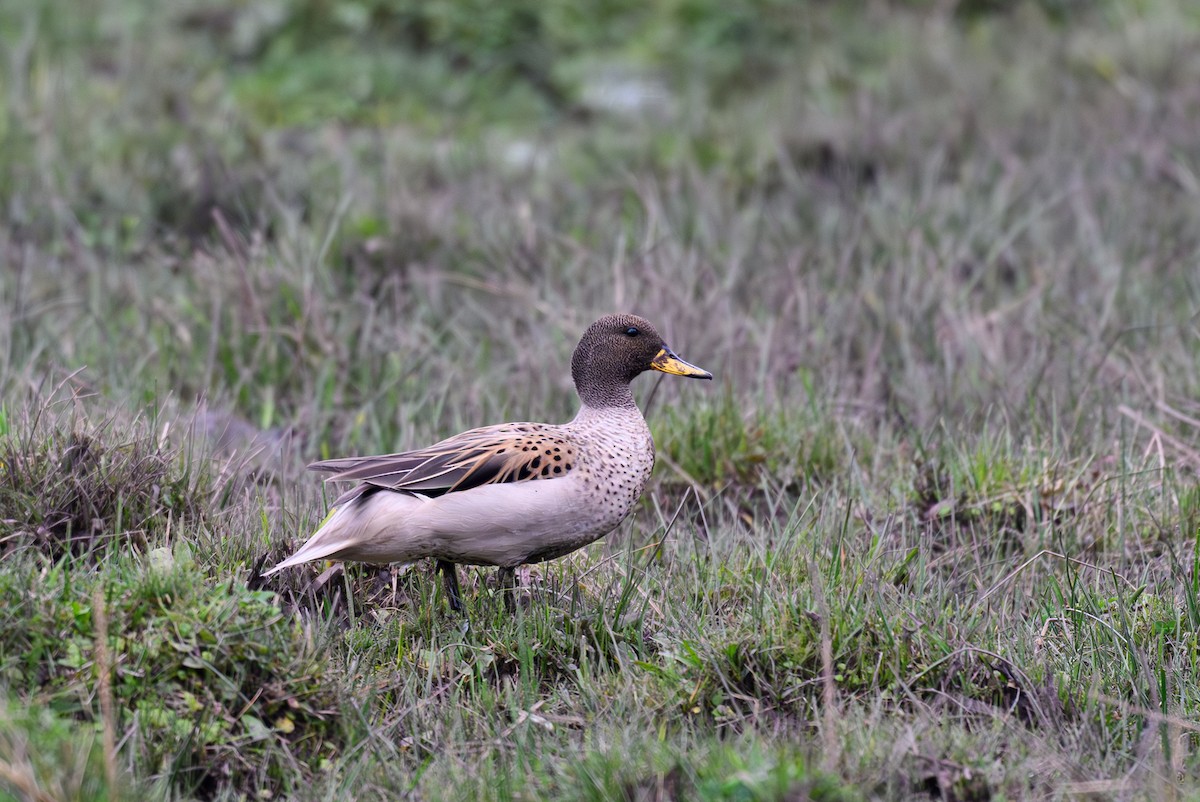 Ahate ziri-buztana - ML645893161