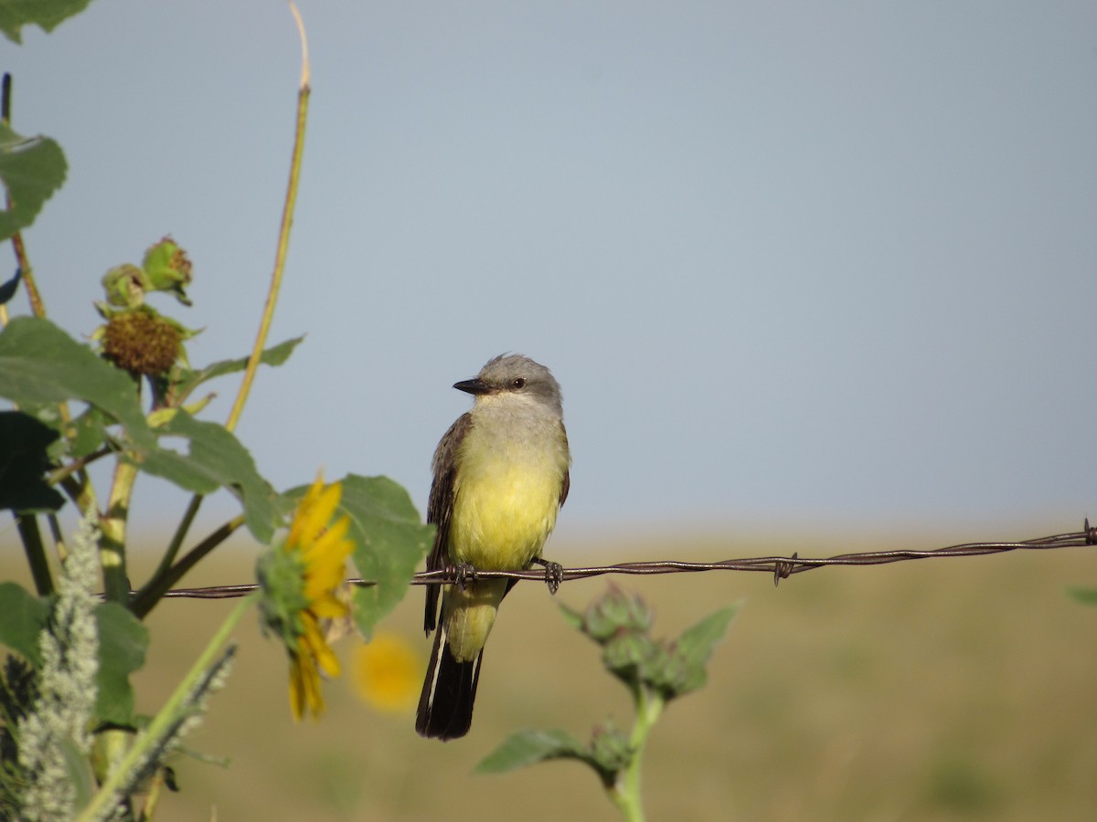 Western Kingbird - ML645893165