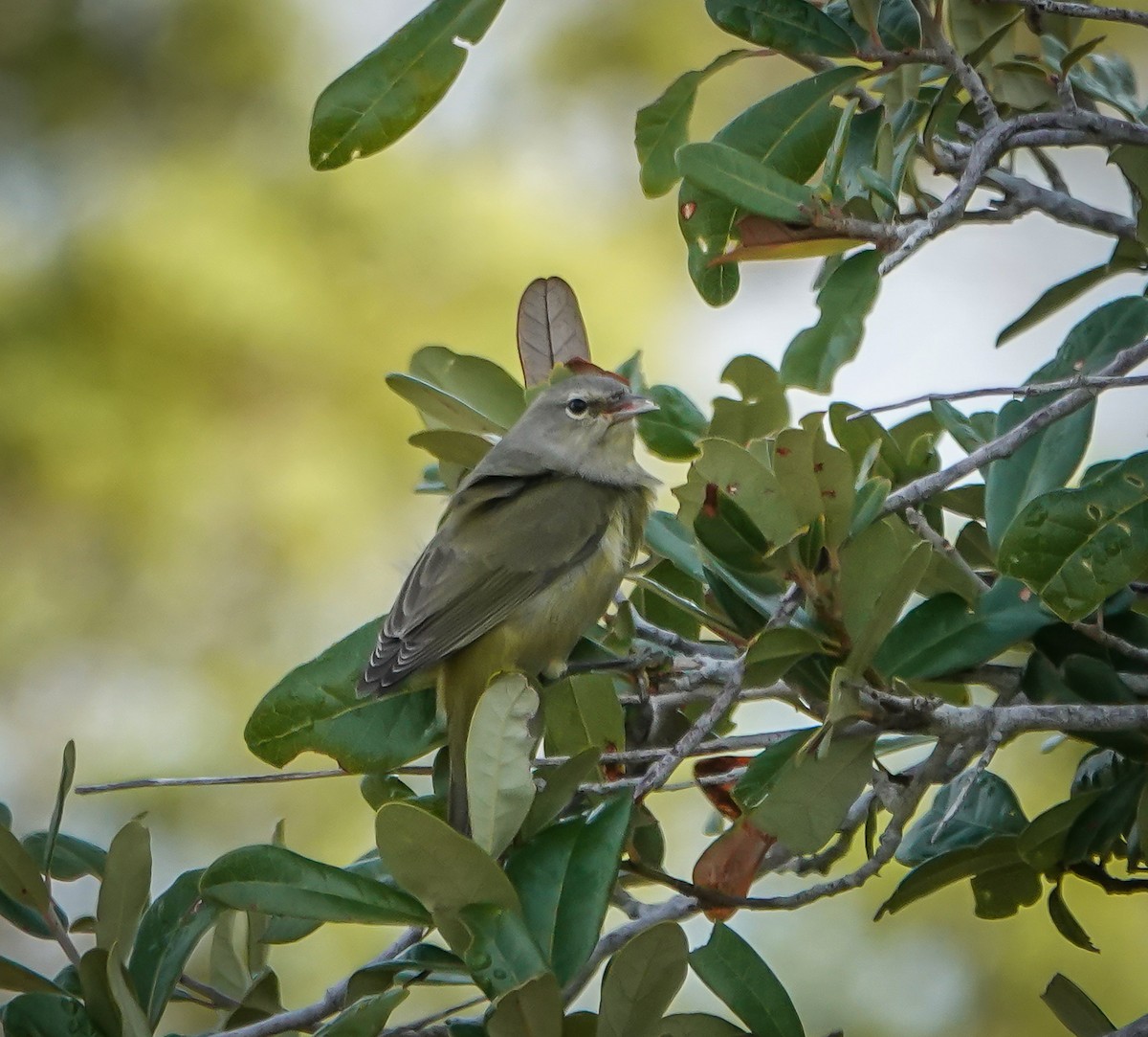 Orange-crowned Warbler - ML645893168