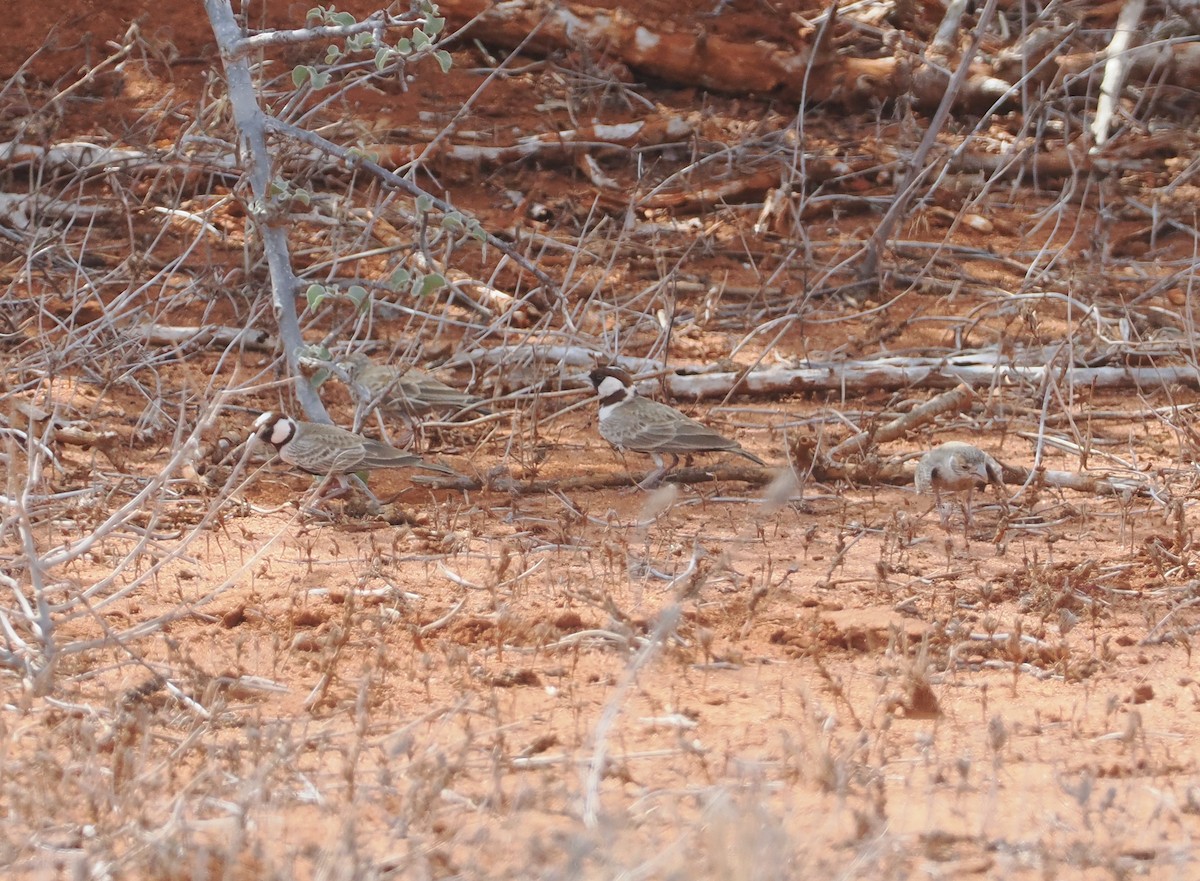 Chestnut-headed Sparrow-Lark - ML645893169