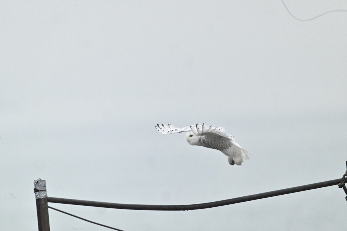 Elur-hontza - ML645893170