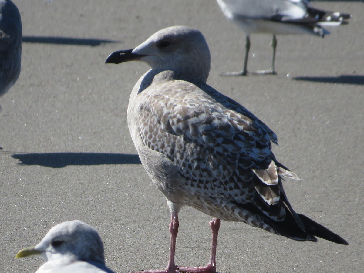 Kaio hauskara amerikarra - ML645893171