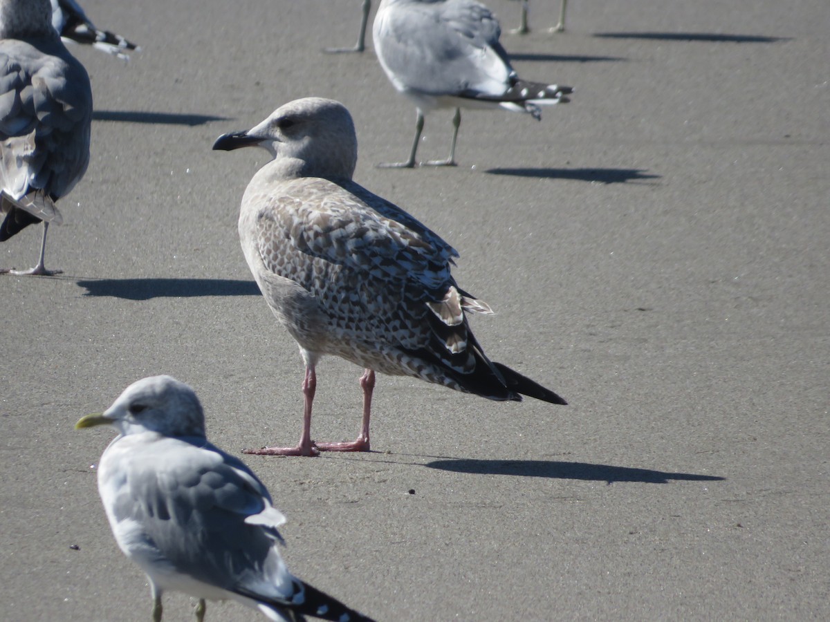 Kaio hauskara amerikarra - ML645893172