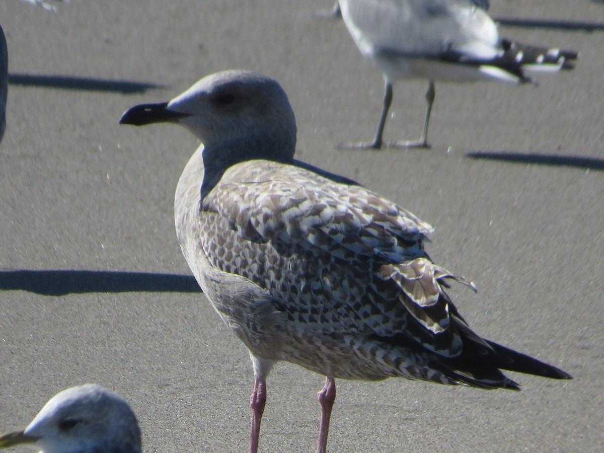 Kaio hauskara amerikarra - ML645893173