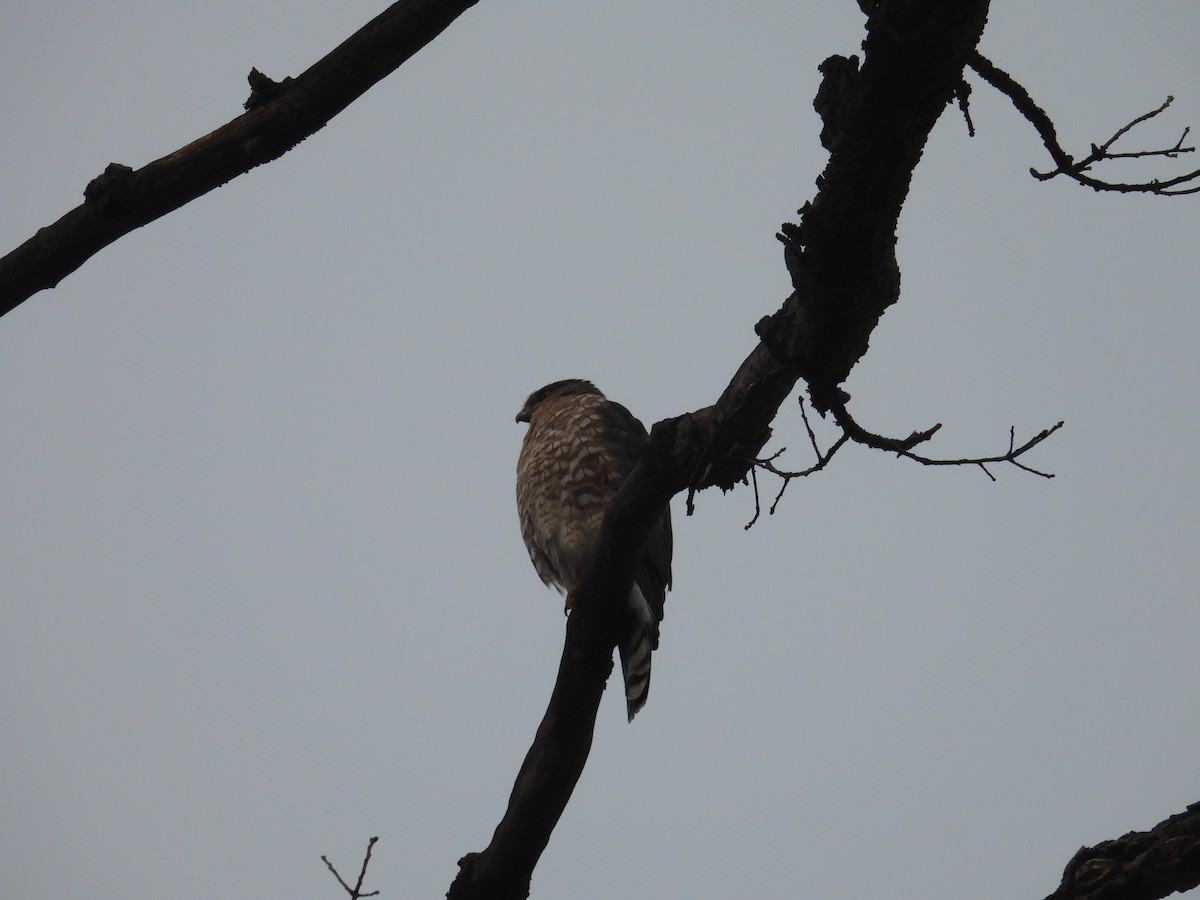 Cooper's Hawk - ML645893175